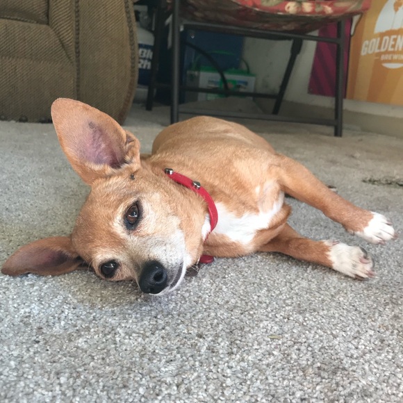 Meet your Posher, Rae - Picture 3 of 11